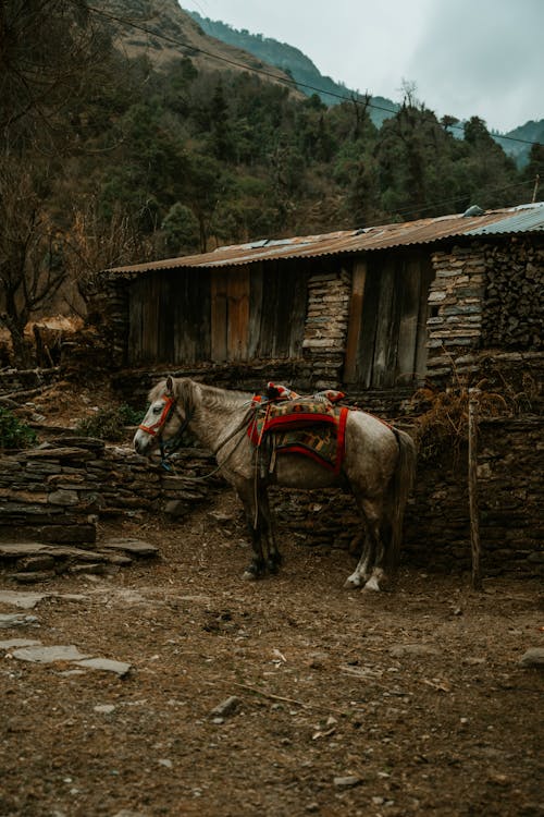 Saddled Horse Standing by Rural Cottage