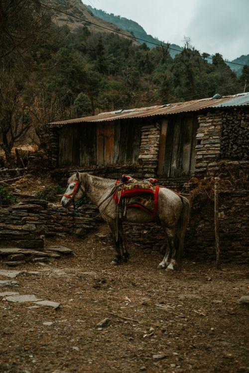 Free A rustic rural setting with a saddled horse standing by a stone cottage in a mountainous region. Stock Photo