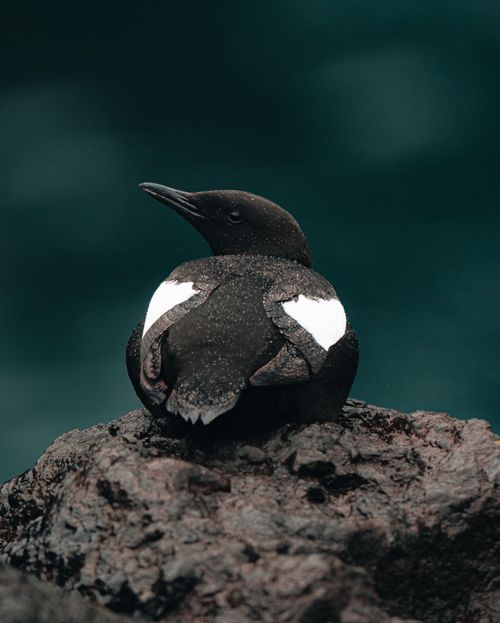 Free A black guillemot bird sitting on a rocky surface with a blurred teal background. Stock Photo