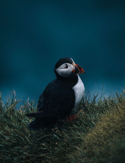 Close-up of an Atlantic Puffin perched on a grassy cliff edge during twilight.