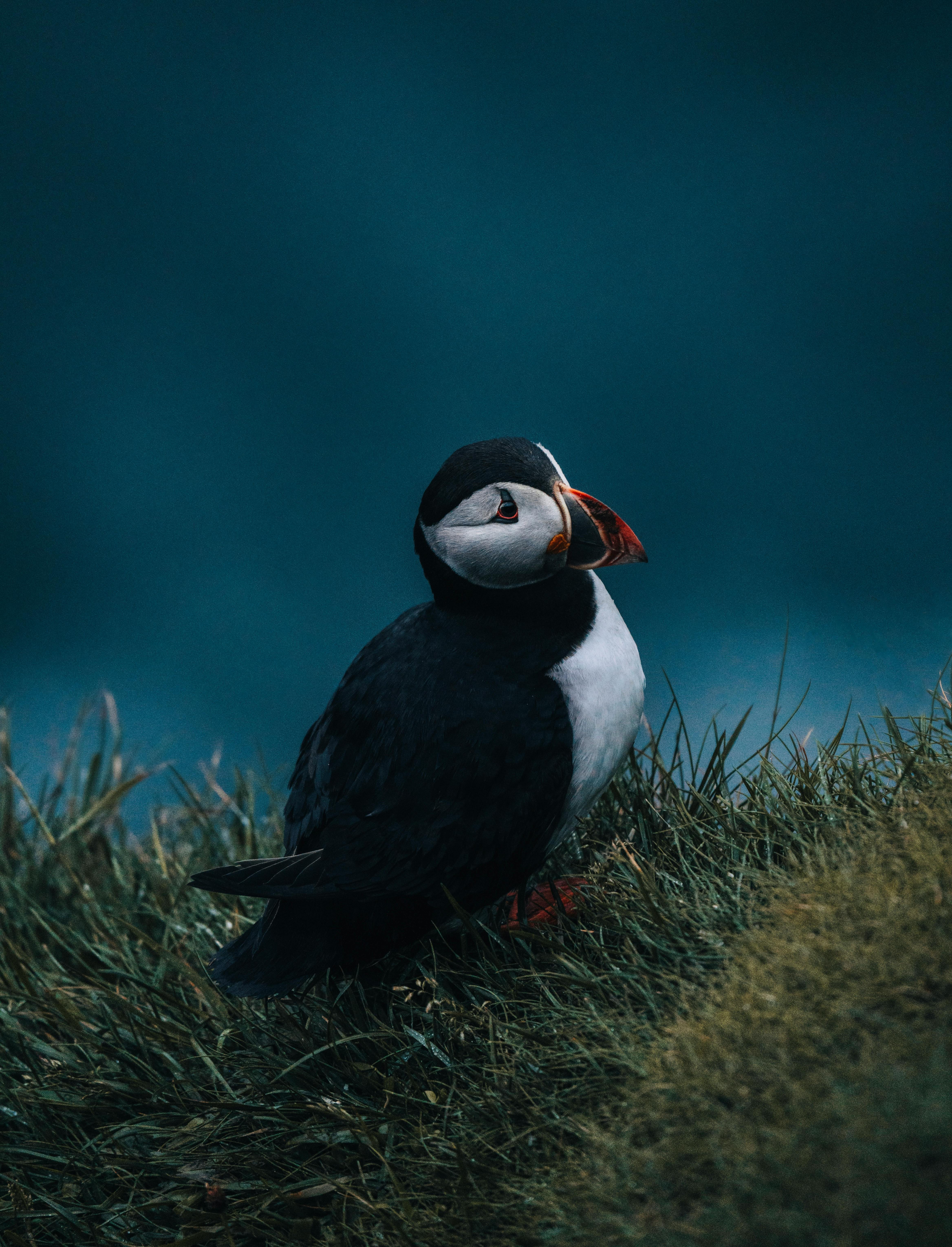 Puffin Wallpapers Full HD 77880 - Baltana