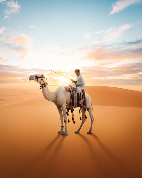 Man Travel through Dessert on Camel