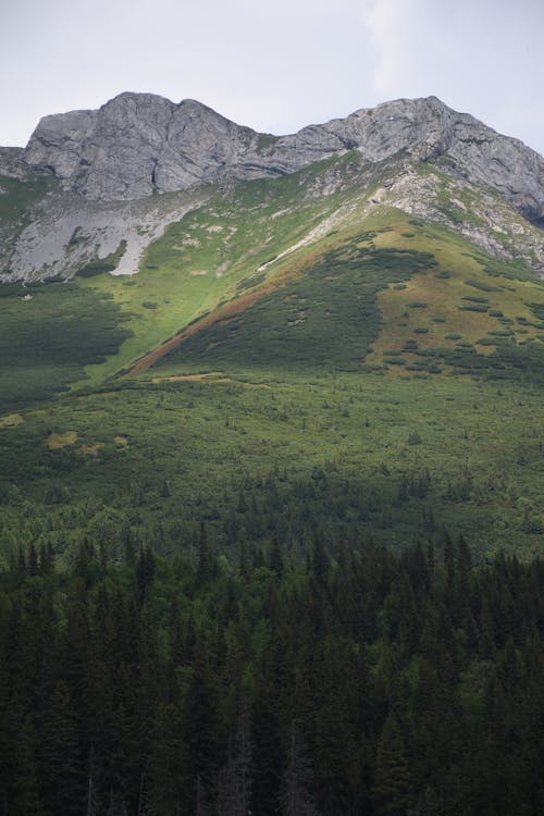 Foto profissional grátis de árvores, Montanhas Rochosas, paisagem