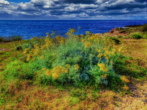 Free L'Ametlla de Mar - Gr costa (vegetació) - Baix Ebre Stock Photo
