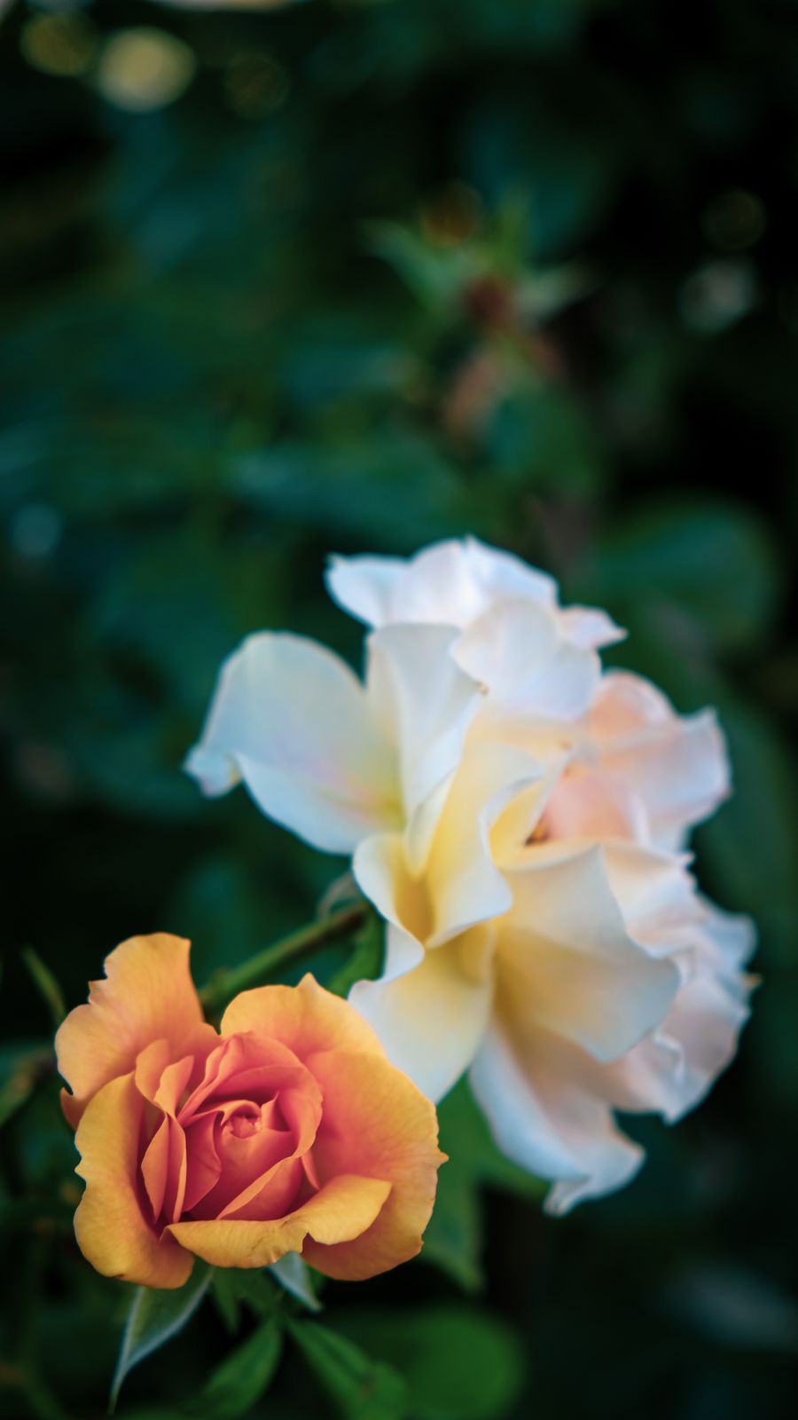 White and peach roses