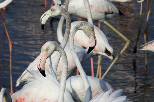 Flamingos Wading in Water