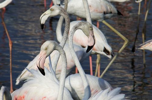 Free Vibrant flamingos standing in water, captured in a natural setting. Stock Photo