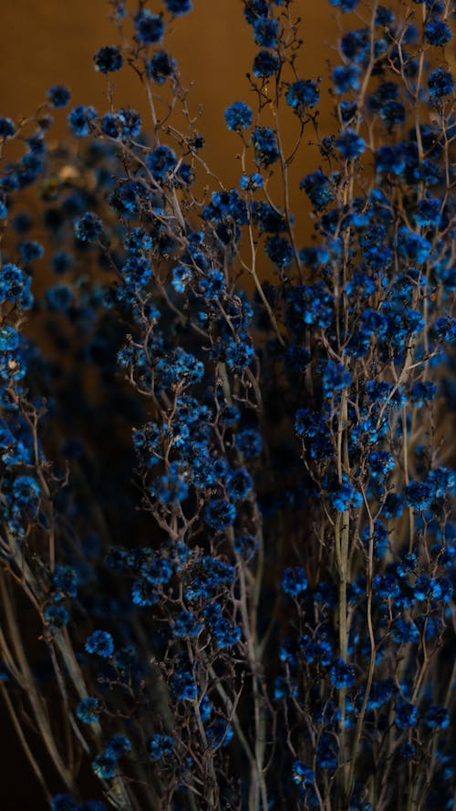 Gratis lagerfoto af blå, blomster, blomsterbuket