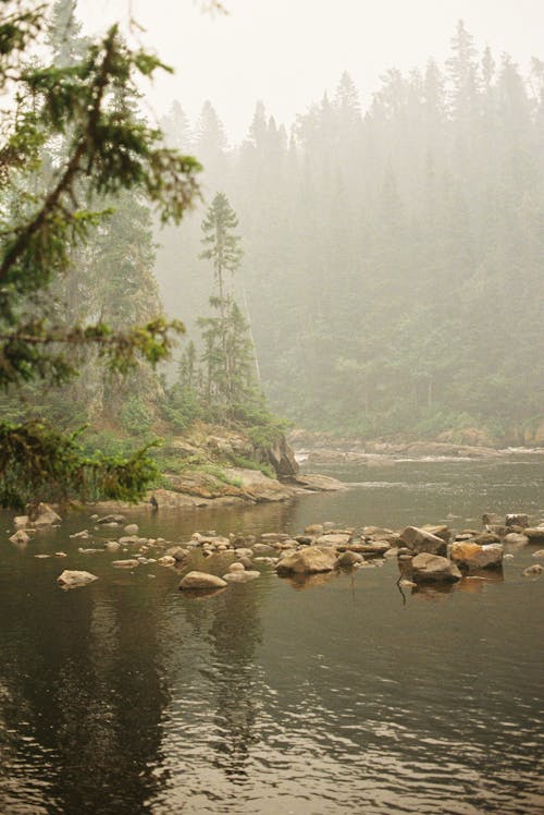 Immagine gratuita di alberi, fiume, foresta