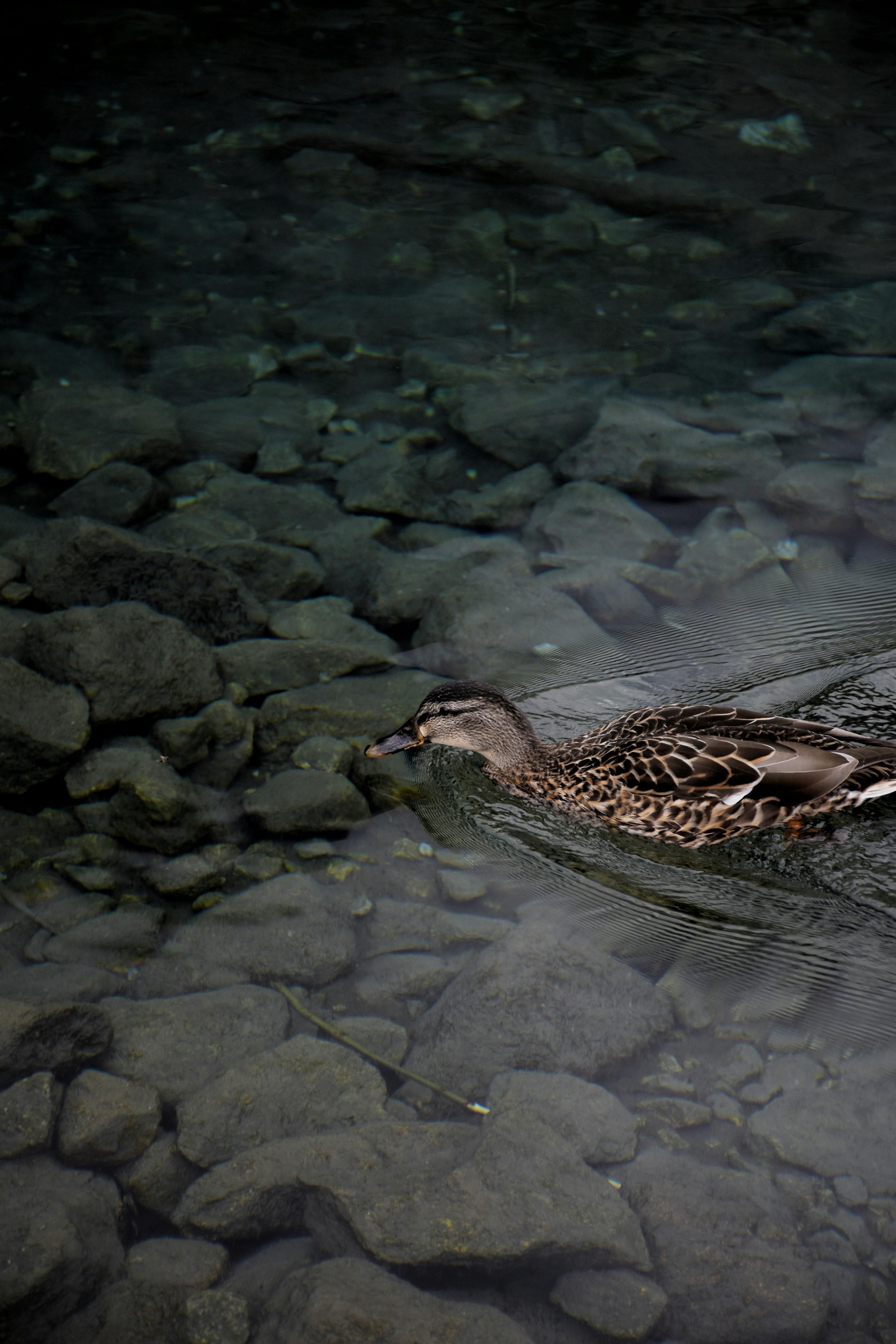 A duck gracefully swims over a rocky stream in Wysokie Tatry, Slovakia.