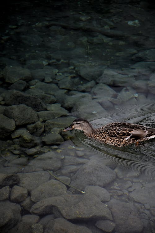 Ducks Swims on River