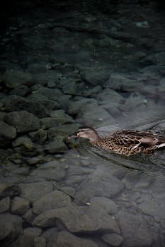 A duck gracefully swims over a rocky stream in Wysokie Tatry, Slovakia.