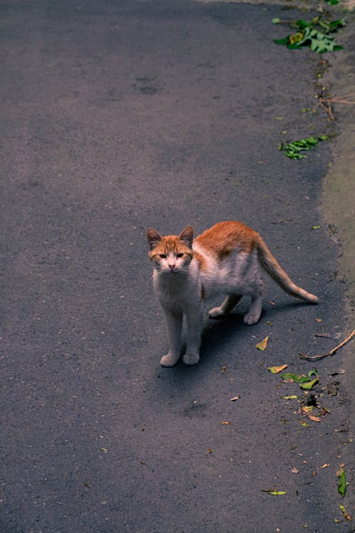 Miễn phí Ảnh lưu trữ miễn phí về @ngoài trời, ăn thịt, ban ngày Ảnh lưu trữ