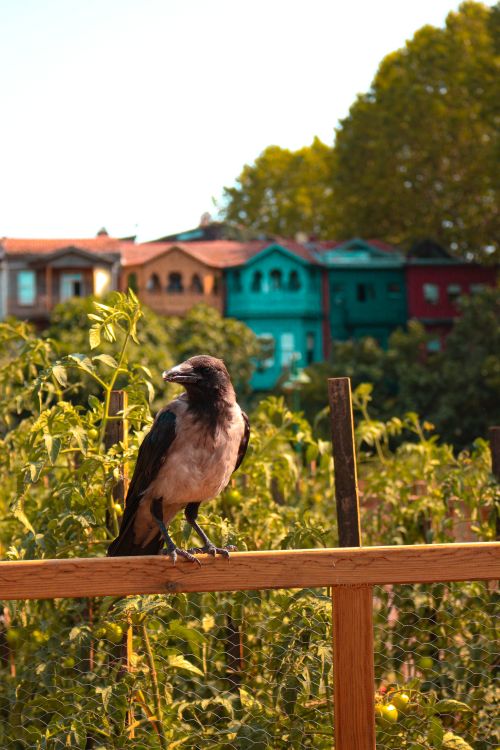 Free A crow sits on a wooden fence overlooking a garden with colorful houses in the background. Stock Photo