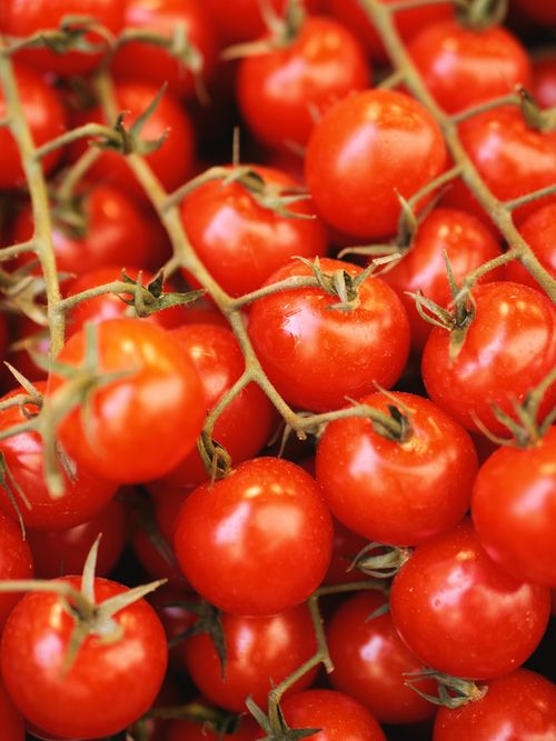 Free Close-up of vibrant red cherry tomatoes on the vine, showcasing freshness and abundance. Stock Photo