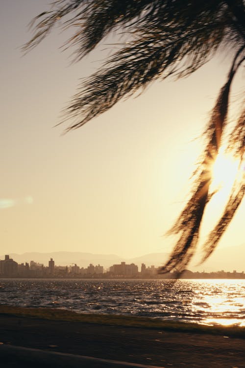 Palm Tree on Coast in City at Sunset