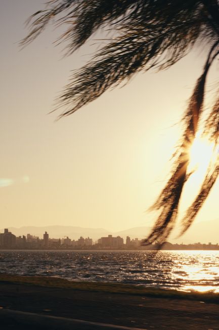 Beautiful sunset view over Florian贸polis skyline with palm tree silhouette foreground.