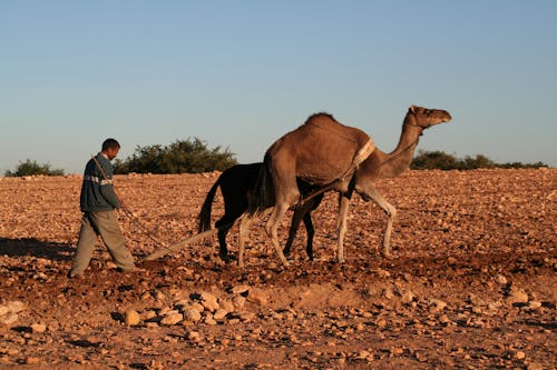 Farmer with Camel on Rural Field