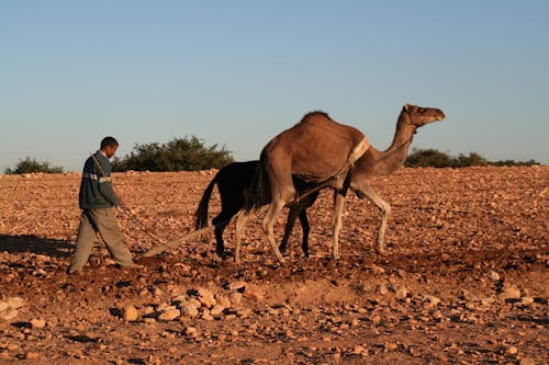 Photos gratuites de agriculteur, agriculture, animaux