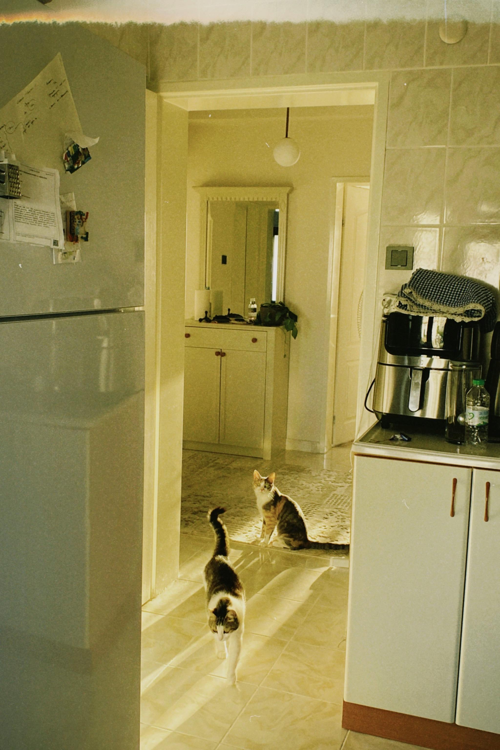 Two Cats in the Apartment