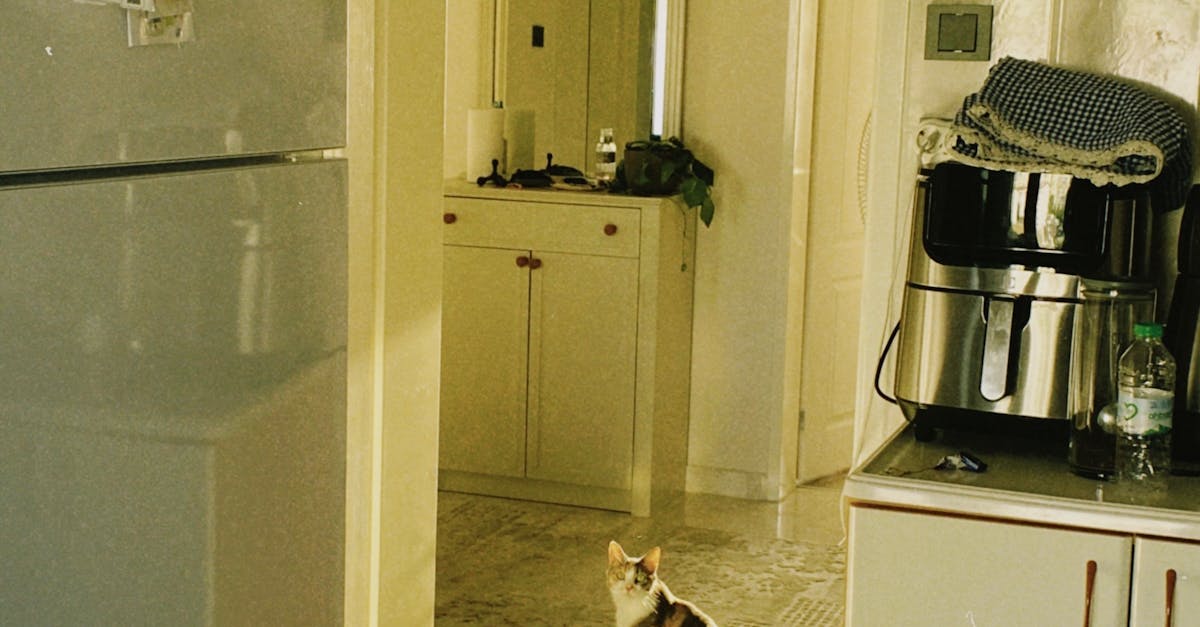 Two Cats in the Apartment