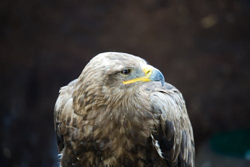 눈, 독수리, 동물 사진의 무료 스톡 사진