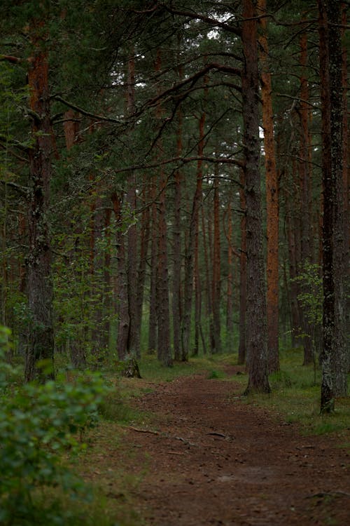 Imagine de stoc gratuită din arbori, cale, cărare