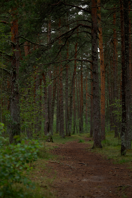 Free A peaceful footpath winding through a lush, green forest with towering trees. Stock Photo