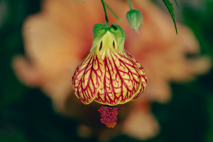 Red, Tropical Flower