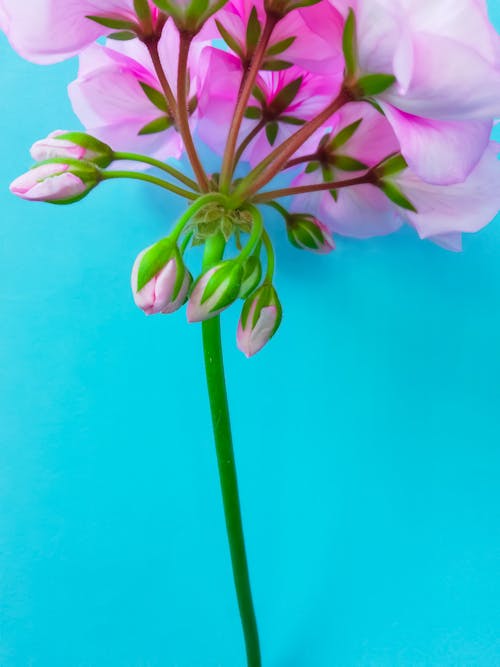 Gratuit Imagine de stoc gratuită din culoare, floare, floră Fotografie de stoc