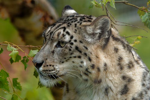 Immagine gratuita di fotografia di animali, fotografia naturalistica, grande gatto