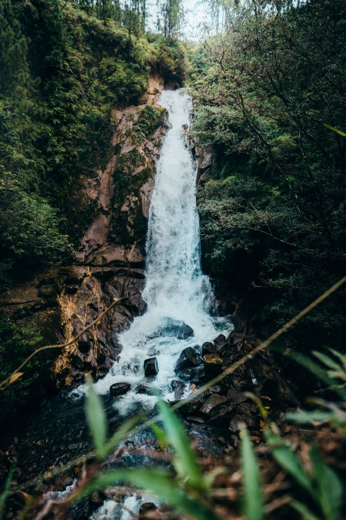 Free Tall waterfall cascading through a dense green forest, creating a serene natural scene. Stock Photo