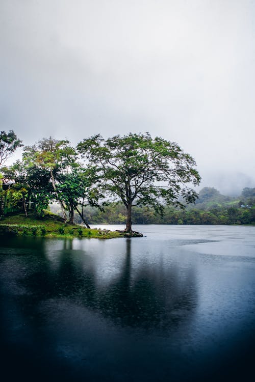 Trees Growing by River