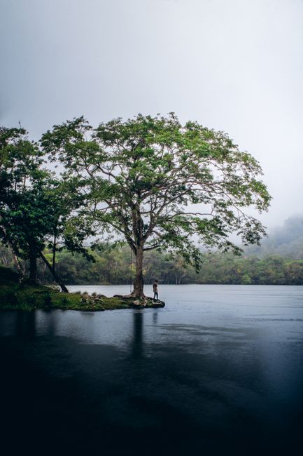 A lone person stands beneath a lush tree by a tranquil misty lake, evoking serenity.