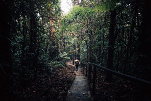 Free An adult male walking on a narrow path through a dense, tropical forest. Vibrant greenery creates a serene atmosphere. Stock Photo