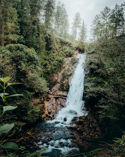 Waterfall in a Coniferous Forest