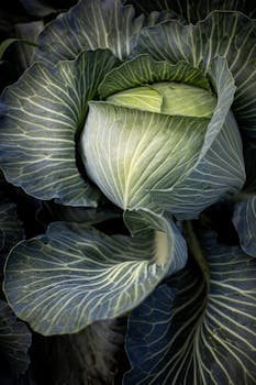 Detailed close-up of fresh green cabbage leaves with intricate veins, perfect for organic produce themes.
