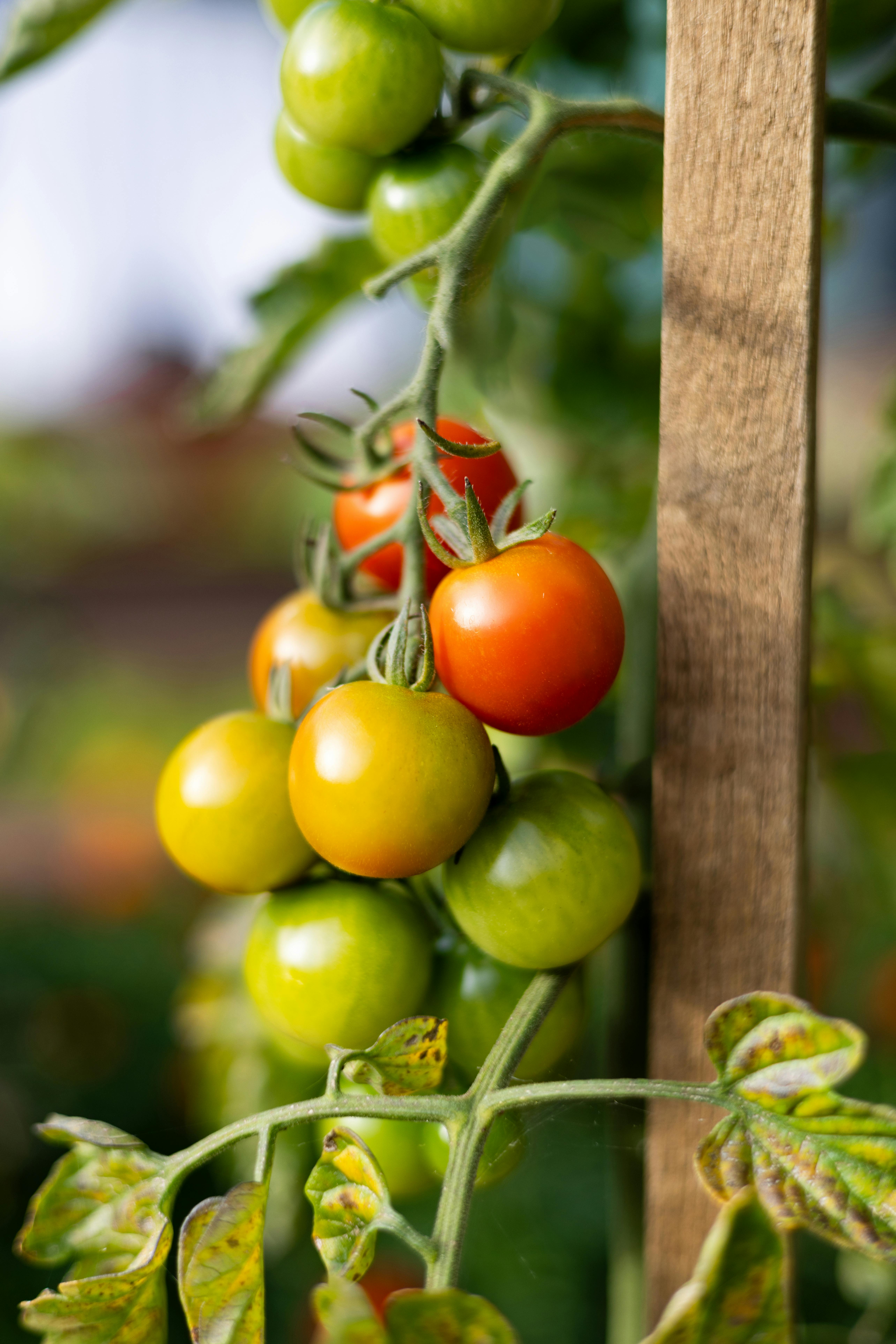 Vertical shot of ripe and unripe tomatoes growing on a vine with selective focus.