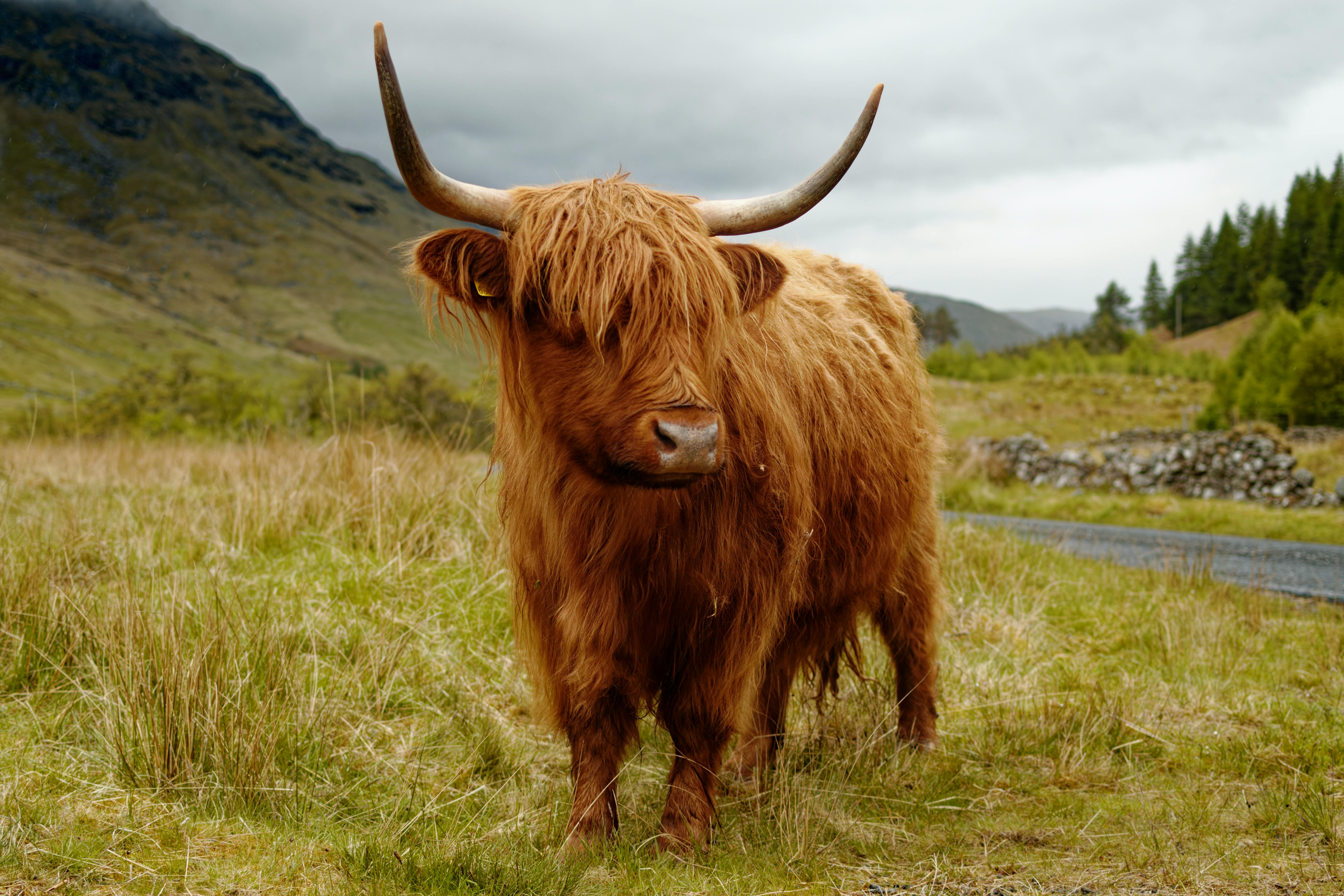 Wild Scotland Photos, Download The BEST Free Wild Scotland Stock Photos ...