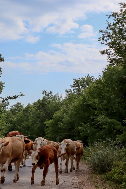 Cows on a Path by the Forest · Free Stock Photo
