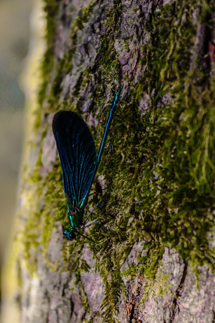 Dragonfly On A Tree