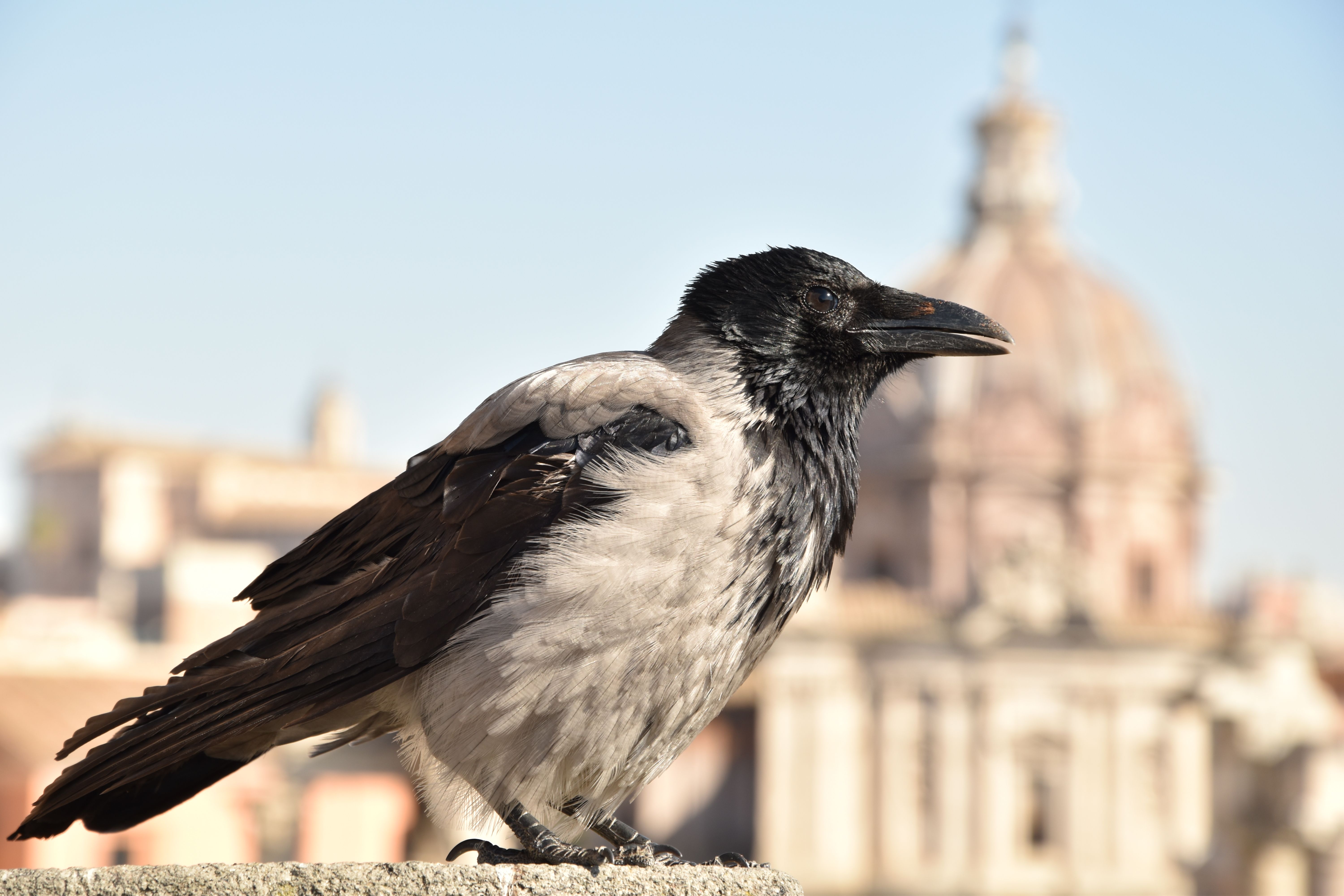 Crow in a Vatican City · Free Stock Photo