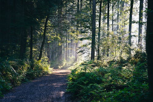 人行道, 天性, 森林 的 免費圖庫相片