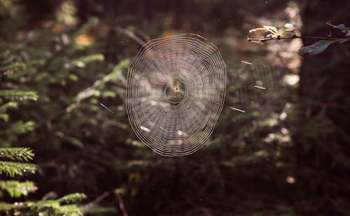 Foto profissional grátis de aranha, floresta, foco seletivo