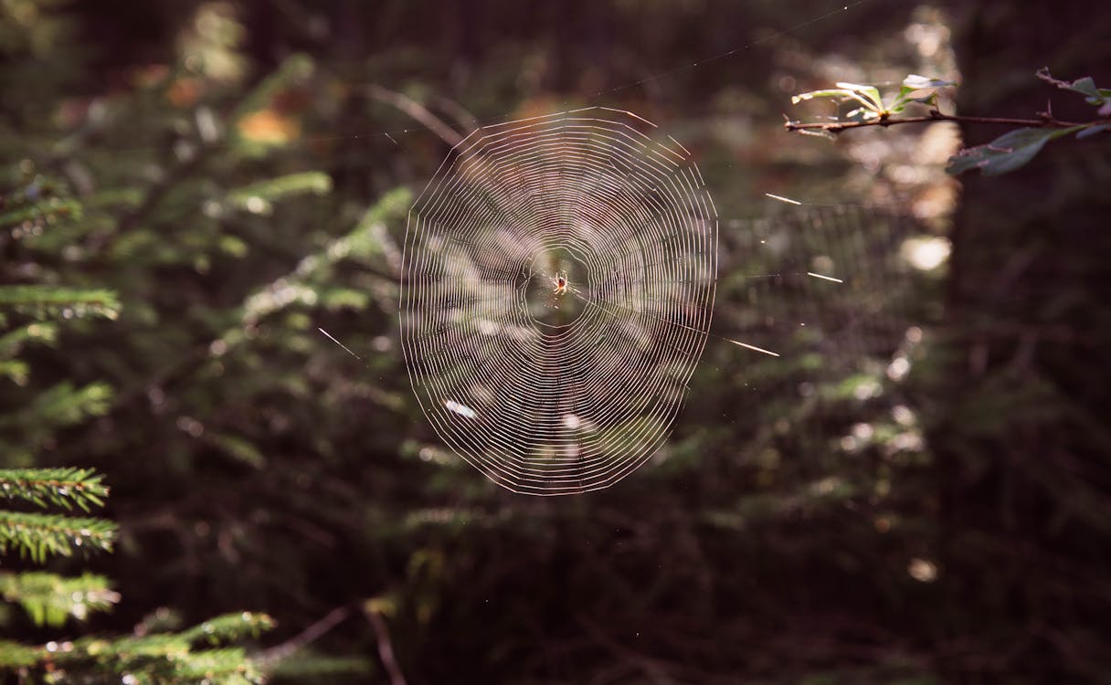 Web, 天性, 性質 的 免費圖庫相片