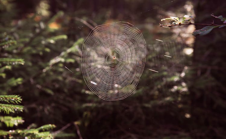 Spider On A Web 