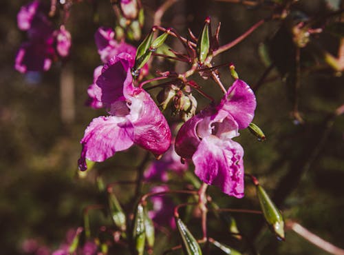 喜馬拉雅山花, 森林, 美麗的大自然 的 免費圖庫相片