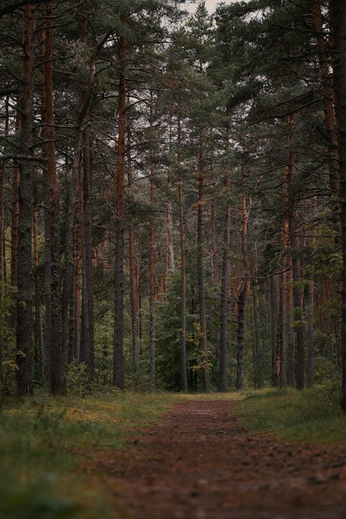 Foto d'estoc gratuïta de alt, arbres, bosc