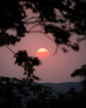 A peaceful sunset framed by silhouetted tree branches, creating a tranquil and warm scene.