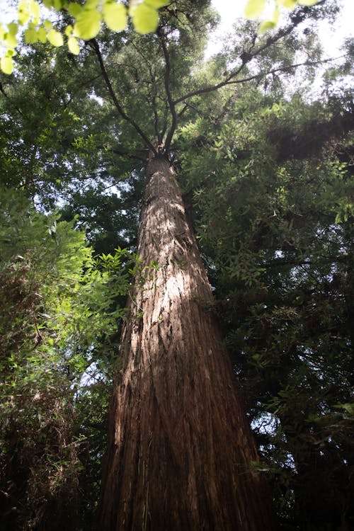 Low Angle Shot of a Large Tree